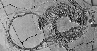 FOTO U Kini otkriven fosil "zmaja" star 240 milijuna godina