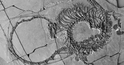FOTO U Kini otkriven fosil "zmaja" star 240 milijuna godina