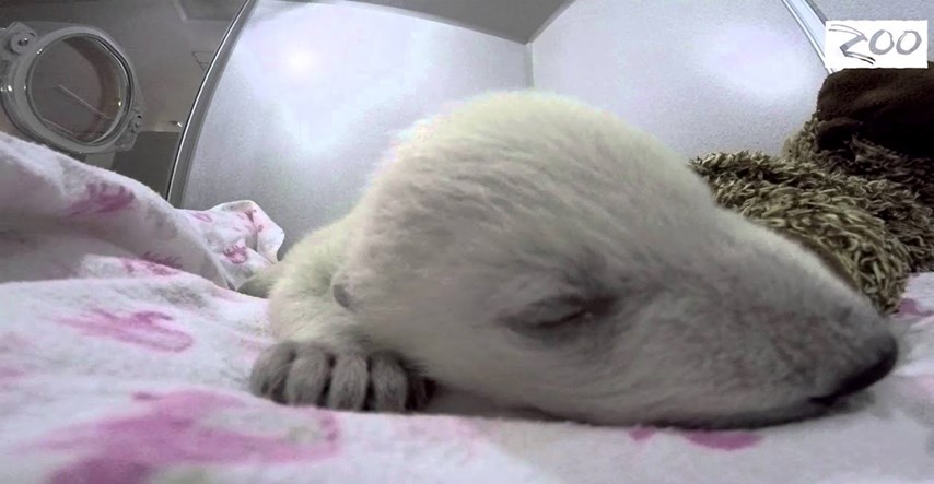 Svi se pitaju o čemu sanja beba polarnog medvjeda. Što vi mislite?