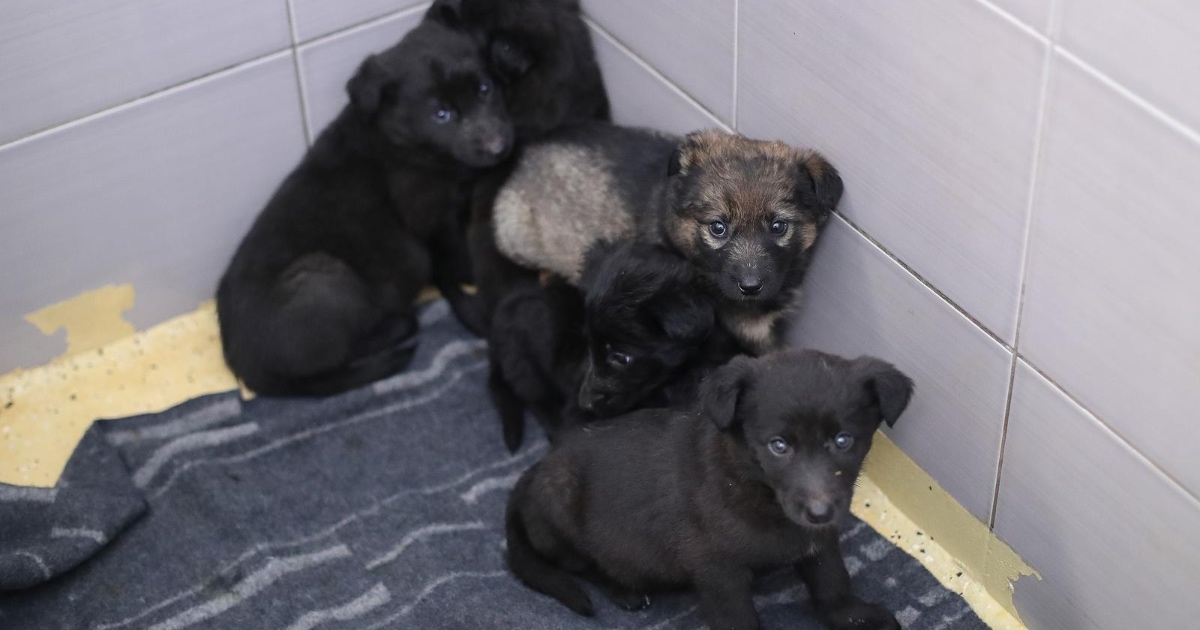 Žena u šumi ostavila pet štenaca, čeka je kazna od 15 do 30 tisuća kuna
