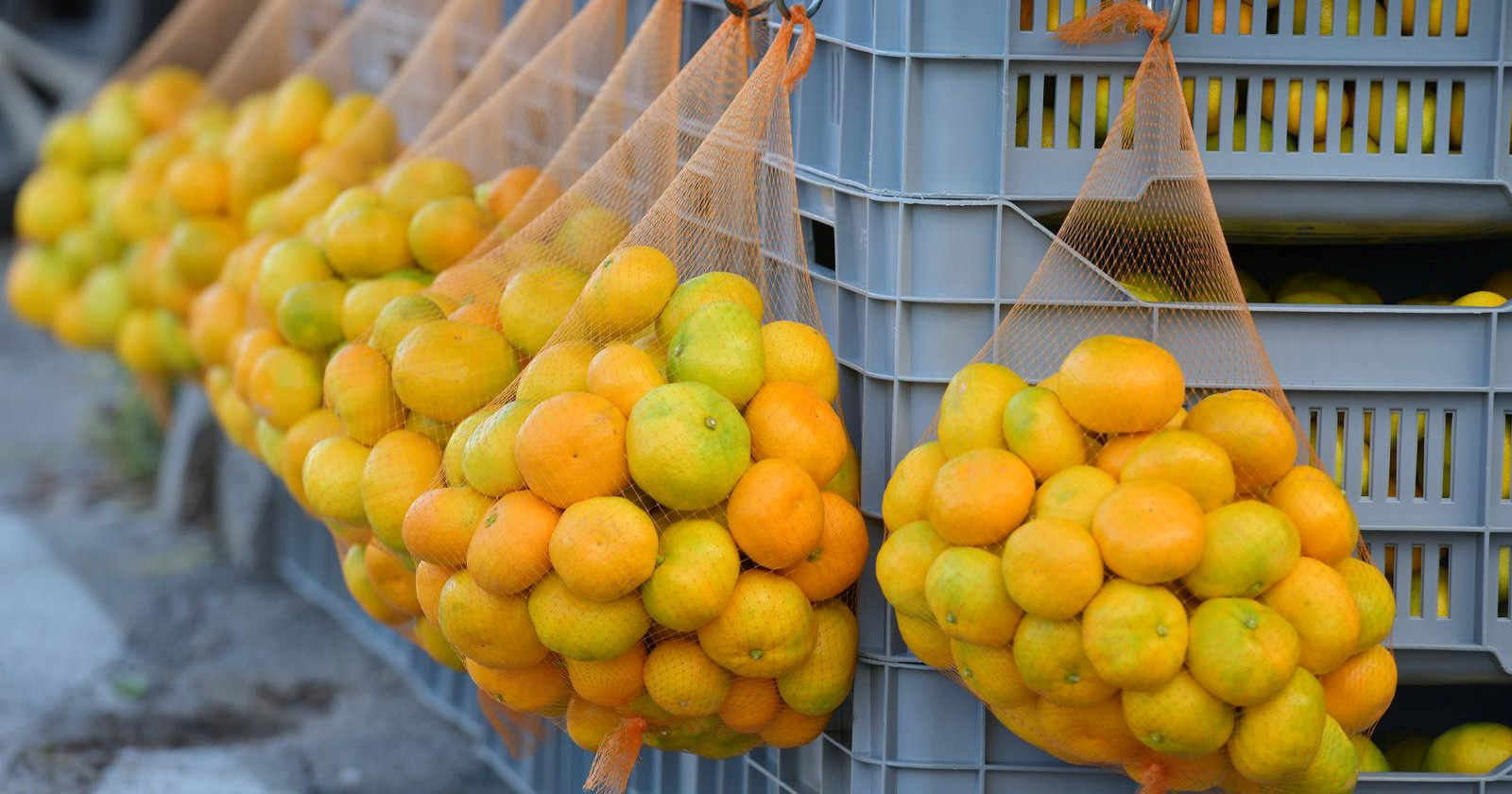 Dubrovnik donirao Vukovaru 10 tona mandarina