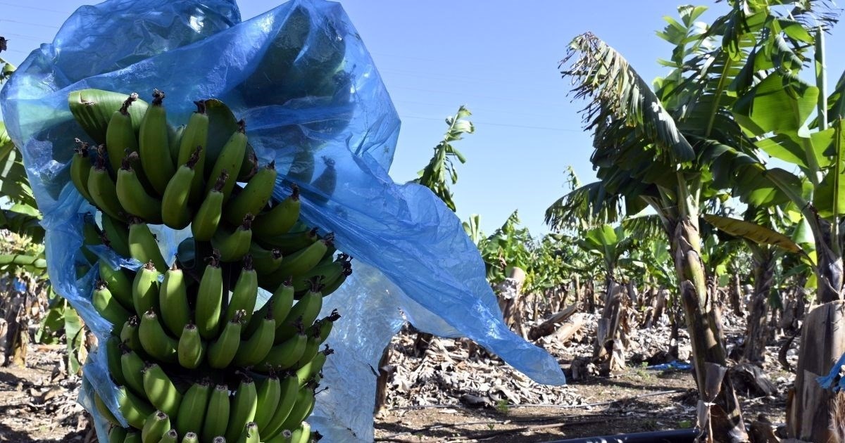 Istraživanje: Klimatska kriza ubija najpopularnije voće na svijetu