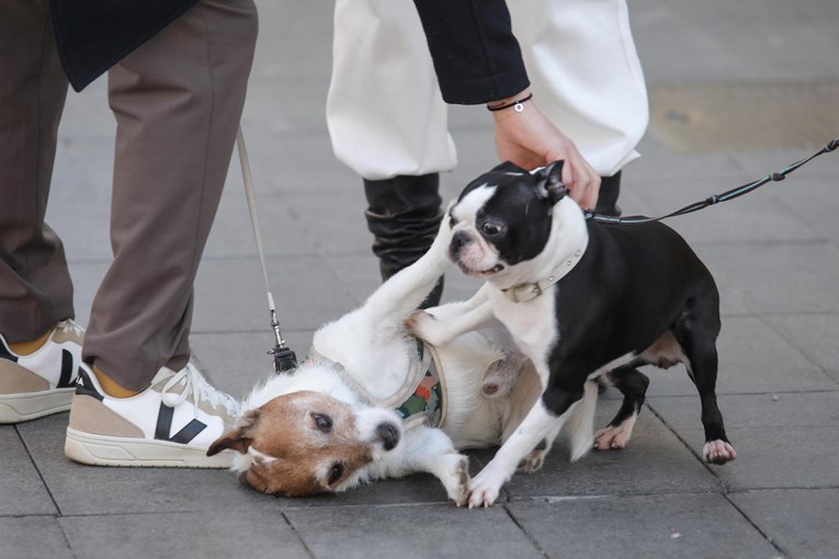 Dva psića privukla pažnju na Cvjetnom trgu, uživali su u igri