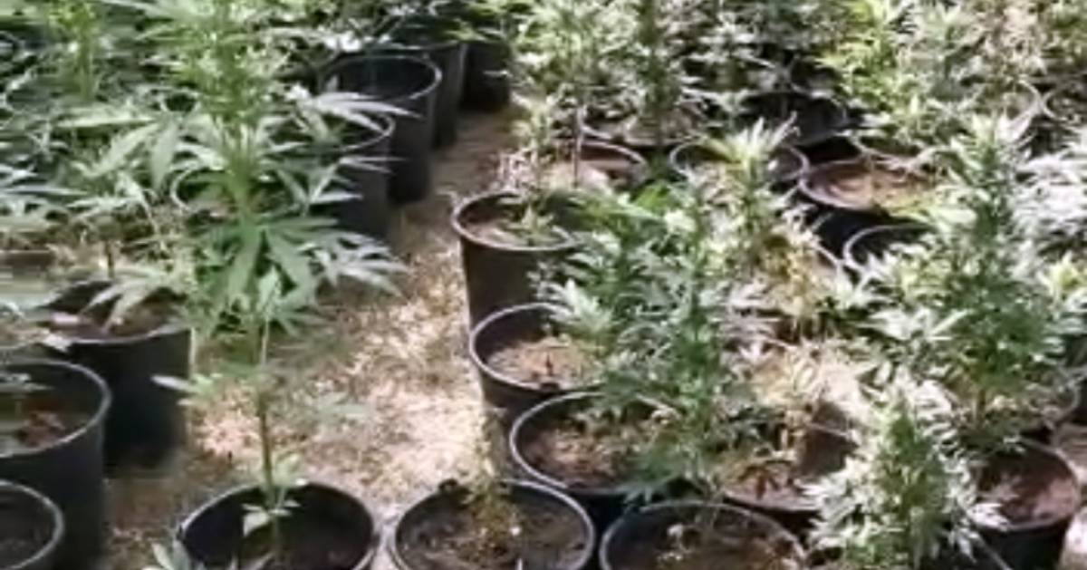 FOTO U BiH kod granice s Hrvatskom otkriveni plantaža marihuane i dosta oružja