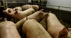 Koronavirus otkriven i među radnicima pogona za preradu mesa u Donjoj Austriji