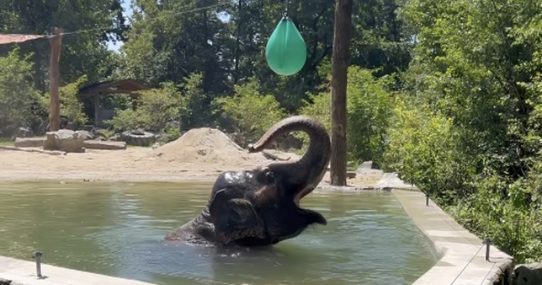 Evo kako se tijekom vrućih dana rashlađuje slonica u ljubljanskom ZOO-u