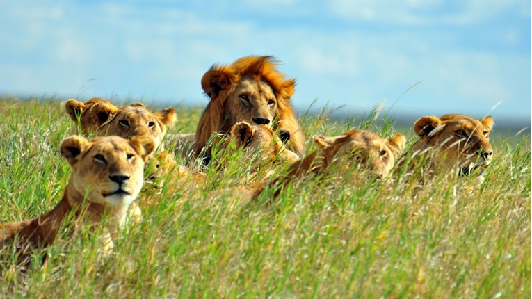 VIDEO Upoznajte prekrasnu i divlju Afriku te budite dio virtualnog safarija