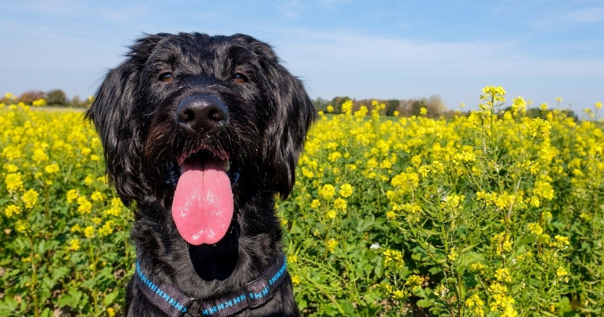 Pet pasmina pasa idealnih za ranoranioce, prema mišljenju trenera i veterinara