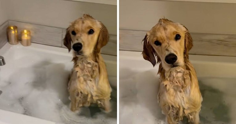 Retriver si je priuštio večer za pamćenje, vlasnica nije mogla vjerovati što vidi