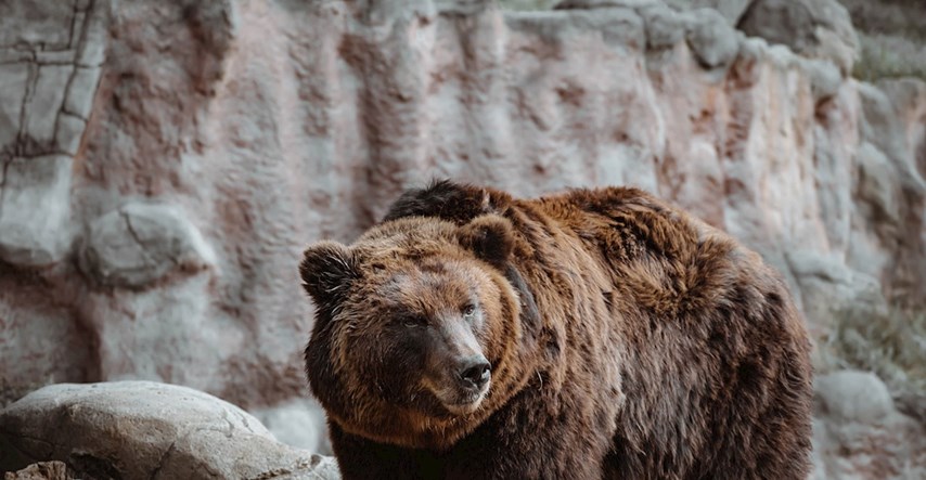 Najomiljenije zvijeri na svijetu: Deset najugroženijih i najljepših medvjeda na planetu