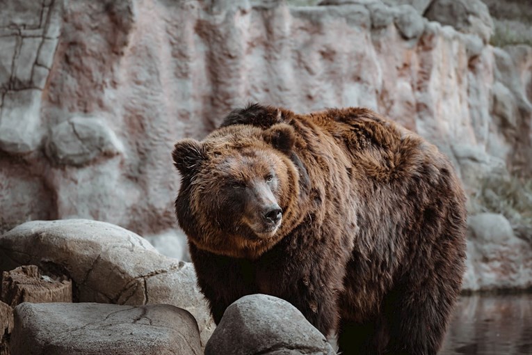 Najomiljenije zvijeri na svijetu: Deset najugroženijih i najljepših medvjeda na planetu