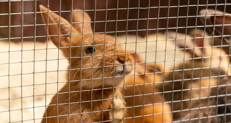 EU zabranjuje uzgoj životinja u kavezima