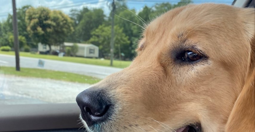 Žena na kratko ostavila psa u autu pa se šokirala izgledom njegovog jezika