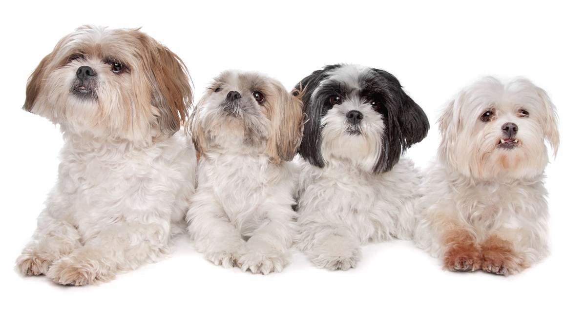 Ova subota u Zagrebu je namijenjena malim slatkim njuškama