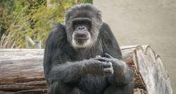 Uginuo najstariji mužjak čimpanze u ZOO-u u San Franciscu, imao je 63 godine