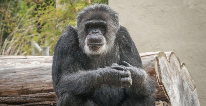 Uginuo najstariji mužjak čimpanze u ZOO-u u San Franciscu, imao je 63 godine