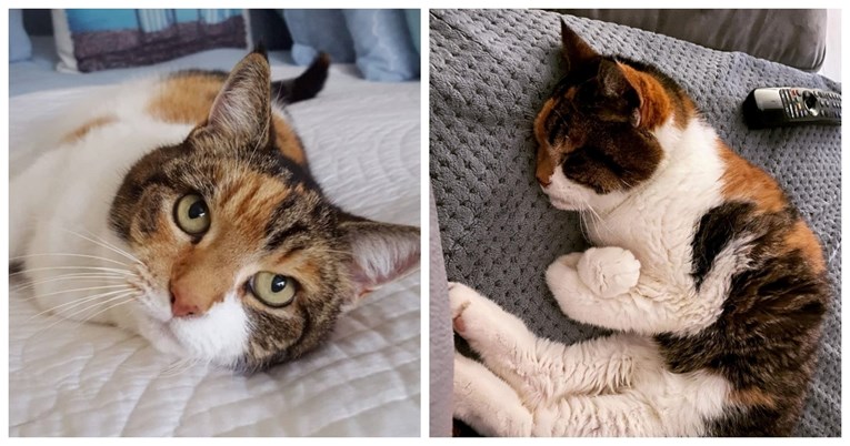 Upoznajte mačku Lily. Ima 23 godine, njezin vlasnik kaže: "Nije spremna napustiti me"