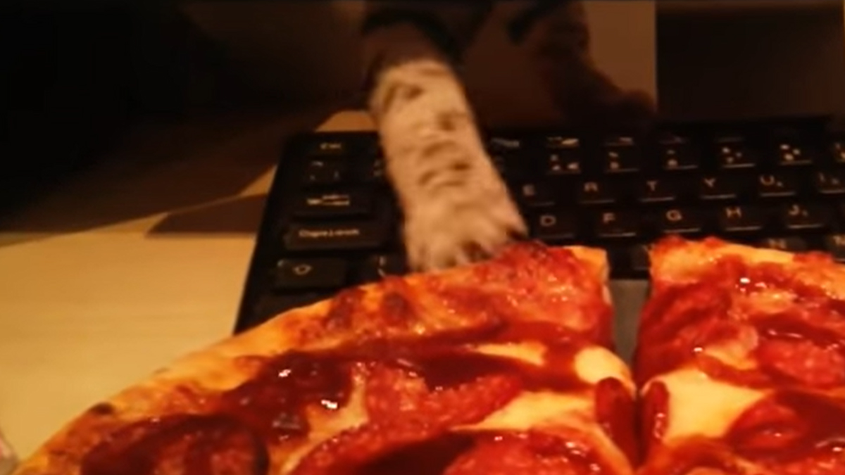 Gladne mačke su najbolji lopovi. Uvjerite se sami