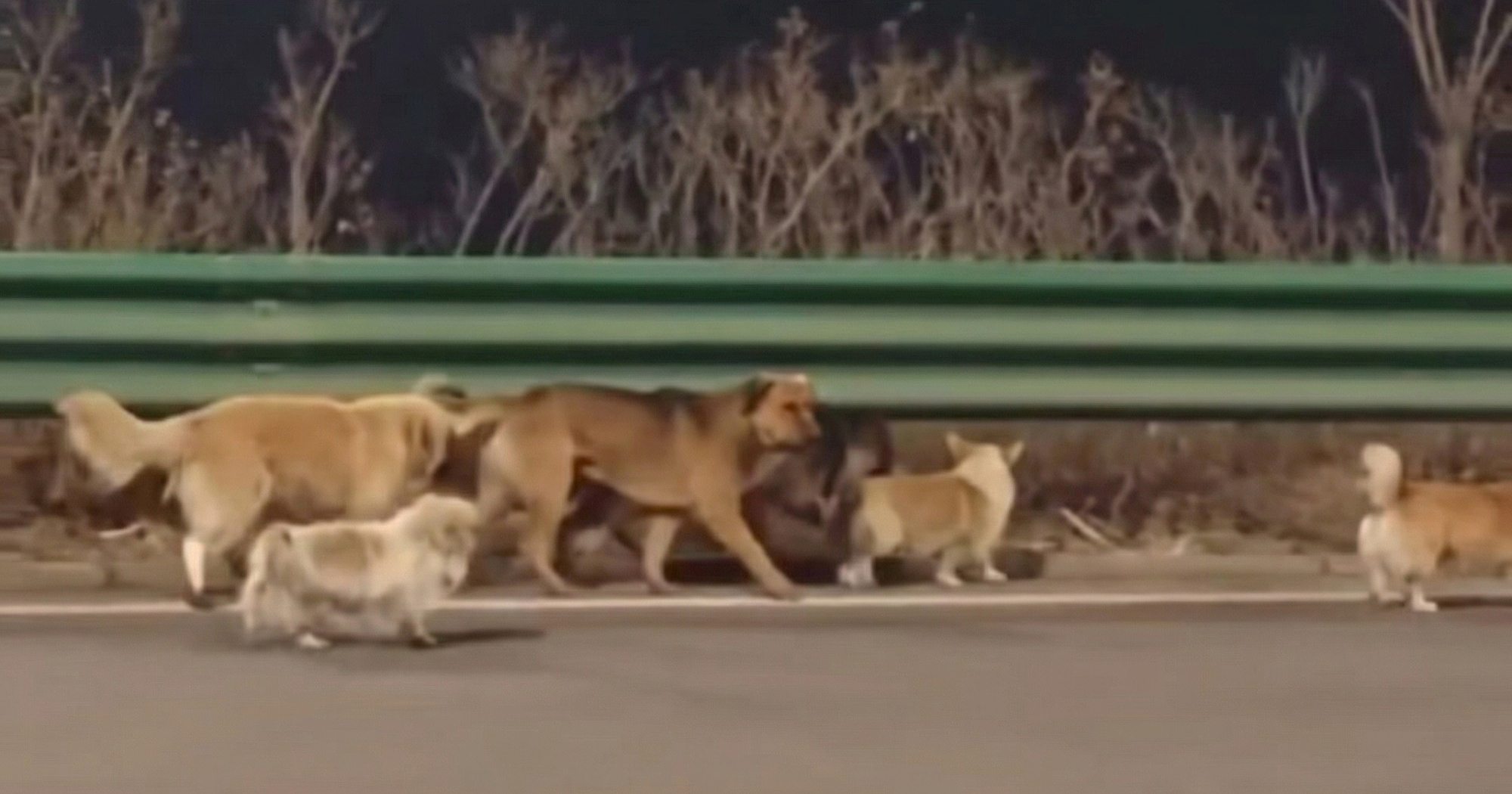 Viralna priča o psima iz Kine bila je laž. Psi nisu pobjegli od "zlih mesara"