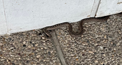 Što učiniti kad vam zmija uđe u kuću? Ravnatelj zagrebačkog ZOO-a: Zovite stručnjake
