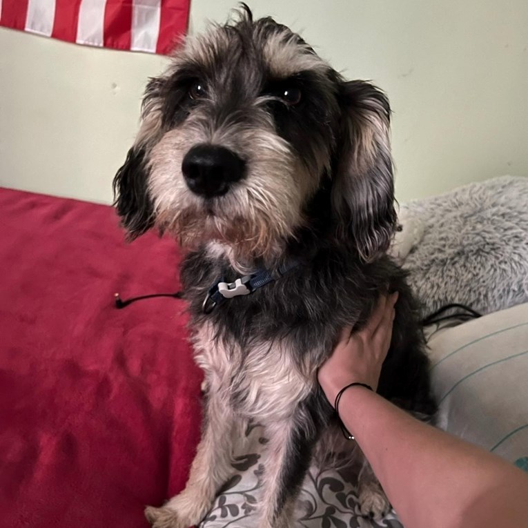 Nakon smrti vlasnika pas Boško traži novi dom: Zaslužuje novu priliku za sreću