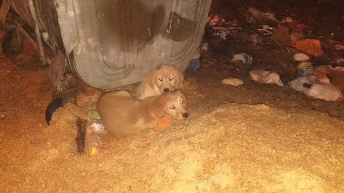 Ostavljen je s bratom pored kontejnera, sada je dobro i traži dom