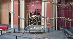 Ostaci rijetkog dinosaura bez zubi nađeni u Australiji