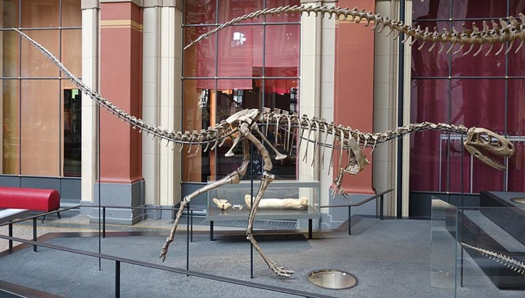 Ostaci rijetkog dinosaura bez zubi nađeni u Australiji