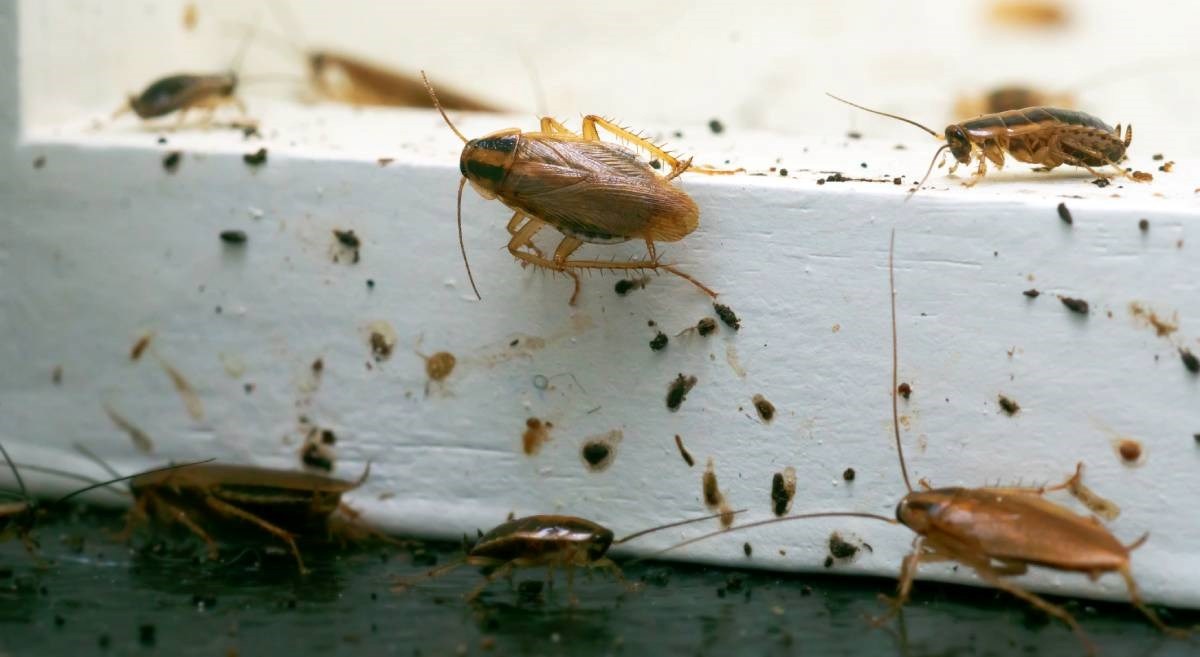 Žohari su razvili nove tehnike parenja, a za to su krivi ljudi