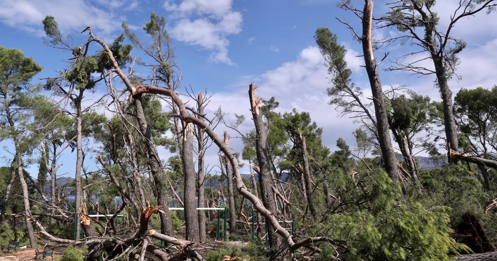 Nevrijeme u Splitu srušilo tisuće stabala, pali stari cedrovi i stogodišnje platane