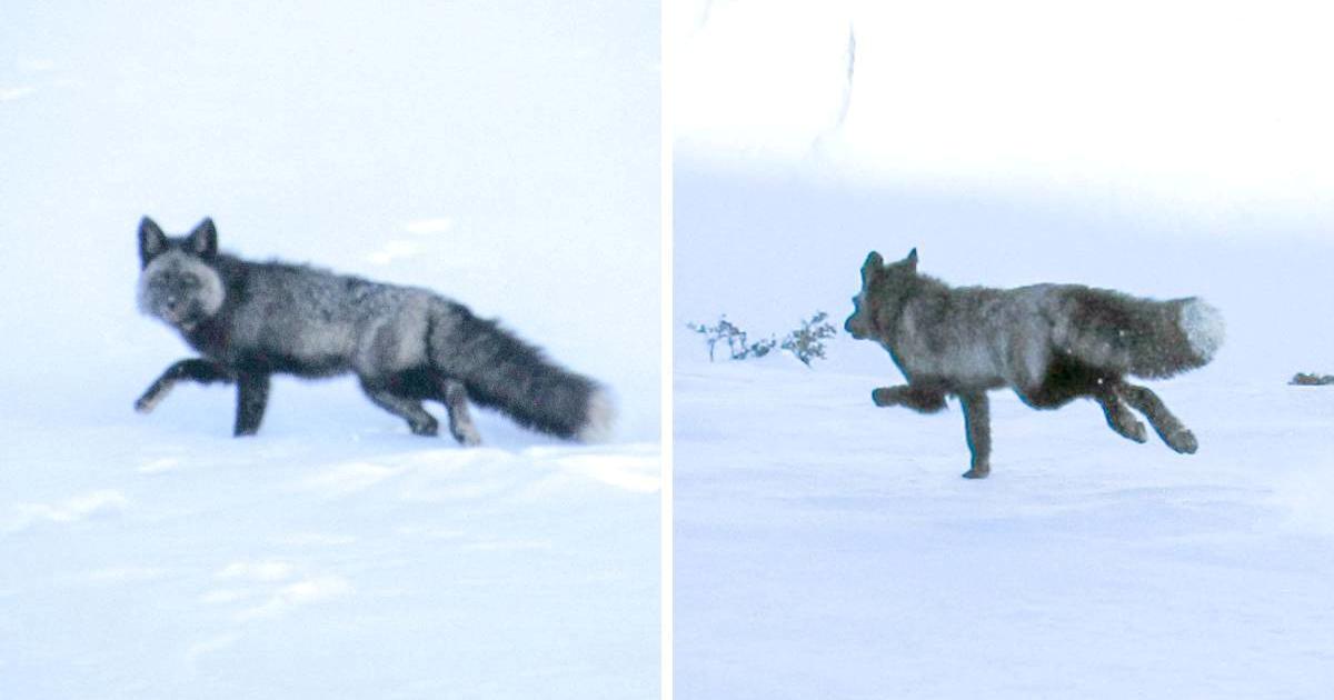 Iznimno rijetka životinja prvi put viđena u kalifornijskom planinskom lancu