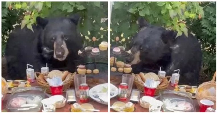"Nije se uplašio": Medvjed se ušuljao na rođendansku zabavu i pojeo kolačiće