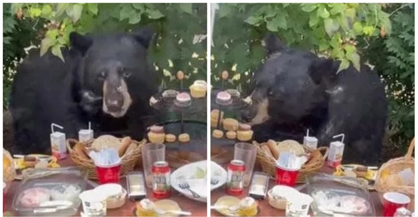 "Nije se uplašio": Medvjed se ušuljao na rođendansku zabavu i pojeo kolačiće