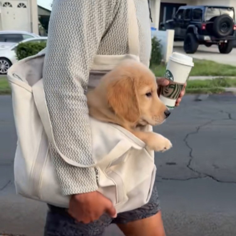 Štene zlatnog retrivera oduševilo je internet svojim prvim posjetom Starbucksu