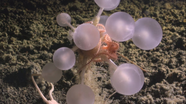 Otkrivena spužva mesožderka, mladunče kolosalne lignje i još 30 novih morskih vrsta