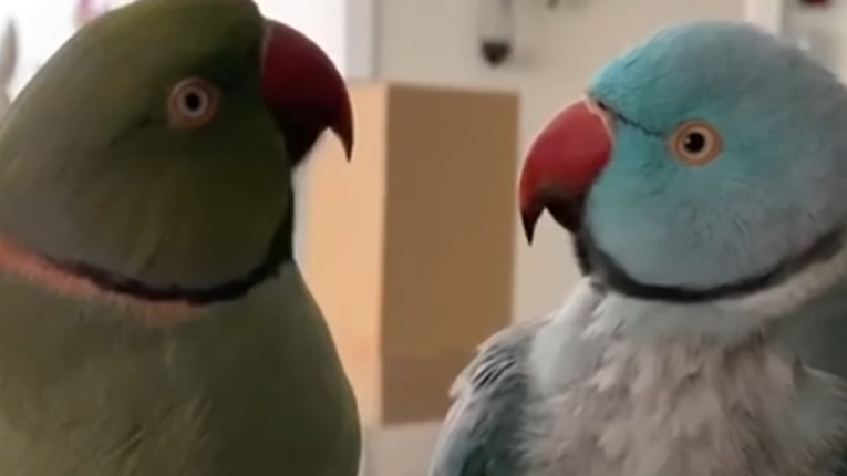 Slatki papagaj tješi svog bolesnog brata na najljepši način