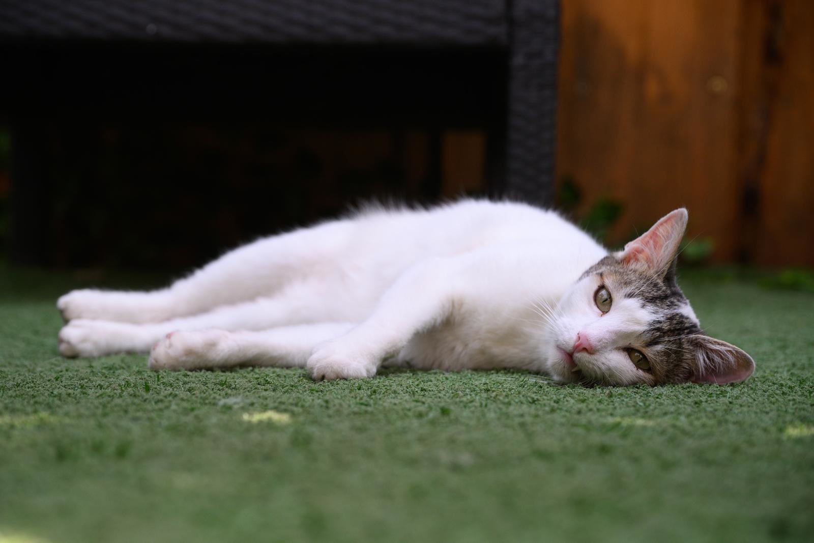 Kakva uživancija: Mačke uživaju u hladovini terase Cat caffea u Zagrebu