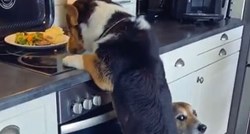 Ovakav timski rad rijetko se viđa: Psi zajedničkim snagama ukrali hranu sa štednjaka
