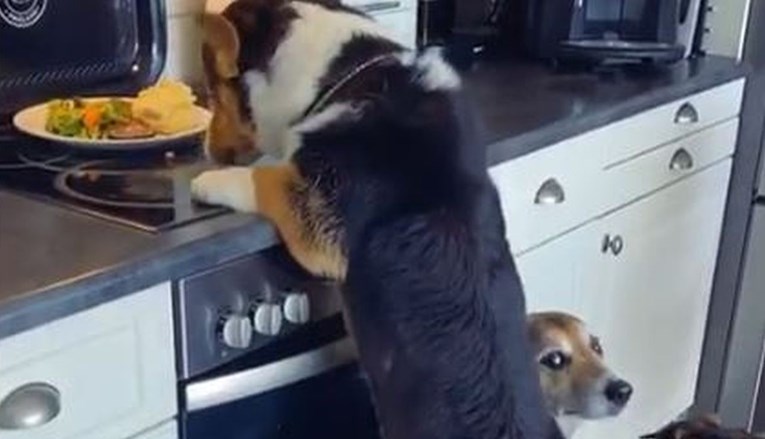 Ovakav timski rad rijetko se viđa: Psi zajedničkim snagama ukrali hranu sa štednjaka