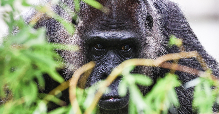 Najstarija gorila na svijetu napunila je 67 godina