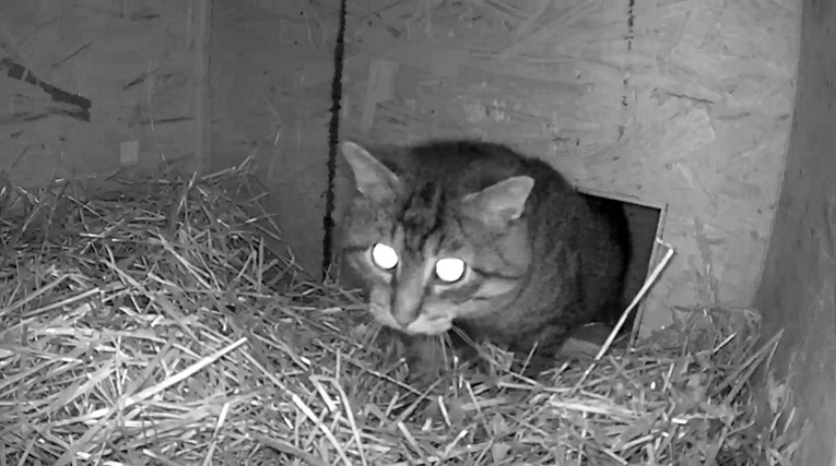 Čovjek izgradio grijanu kuću za divlju mačku koja mu ne da blizu