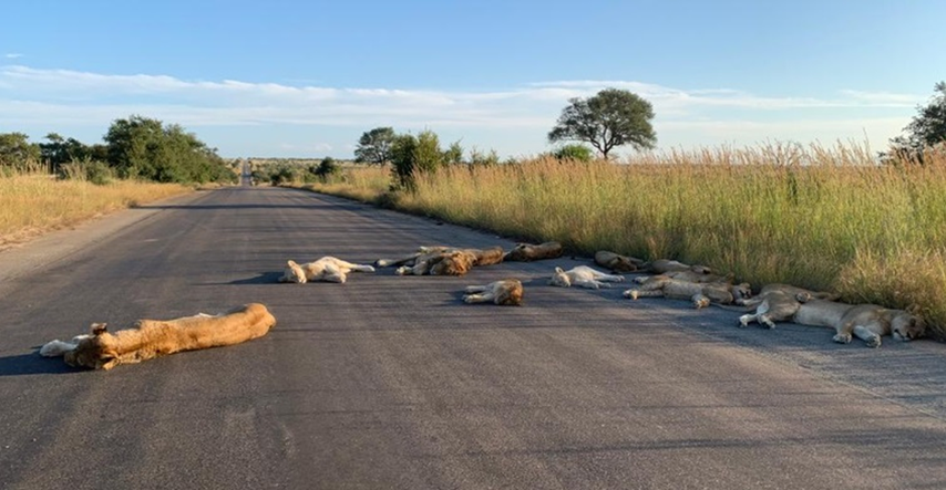Lavovi uživaju bez turista, čopor zaspao nasred ceste