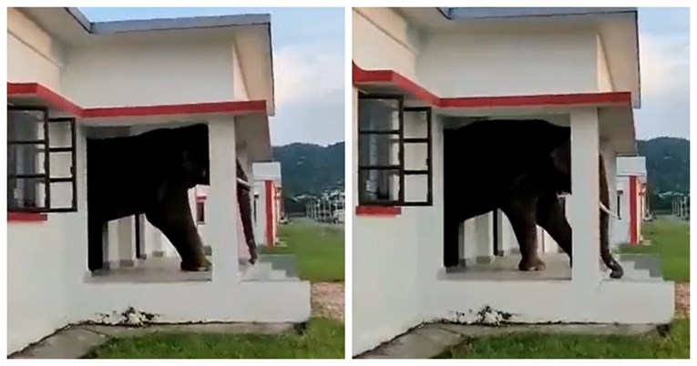 Slon se u potrazi za slasticama uvukao u kuću: "Hranu mogu namirisati na kilometre"