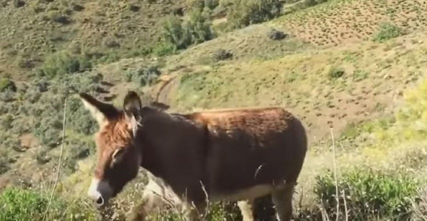 Video prvog susreta Španjolca i njegovog magarca nakon karantene mnogima izmamio suze