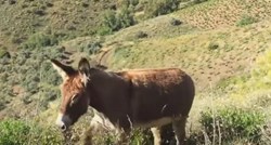 Video prvog susreta Španjolca i njegovog magarca nakon karantene mnogima izmamio suze