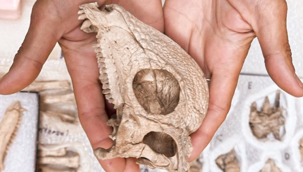 Zapanjujuće potpun dinosaur s kupolastom glavom pronađen u Mongoliji