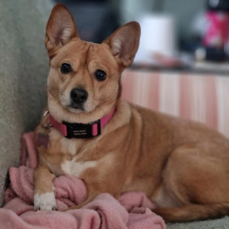 Mislili su da imaju mješanca korgija, DNK test pokazao nešto sasvim drugo