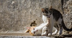 Netko ubija mačke na Šolti, mještanin nudi 1000 eura za informaciju o počinitelju