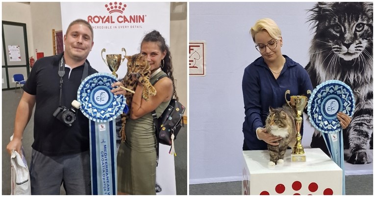 Proglašeni pobjednici izložbe šampionskih mačaka, dvije titule ostaju u Hrvatskoj