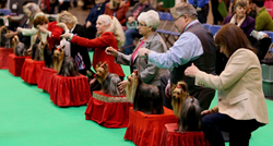 Svjetska izložba pasa iduće će godine biti održana u Hrvatskoj